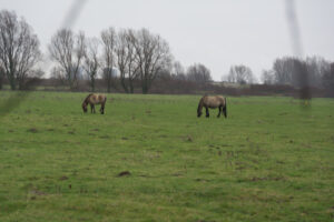086-2016-01-09 Landtong Rozenburg