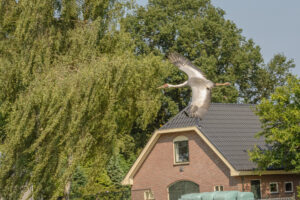 086-2016-08-27 Roofvogels