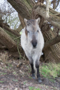 087-2016-01-09 Landtong Rozenburg
