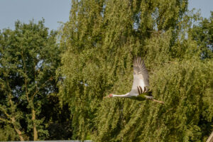 087-2016-08-27 Roofvogels
