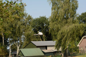 088-2016-08-27 Roofvogels