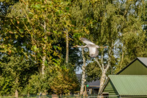 089-2016-08-27 Roofvogels