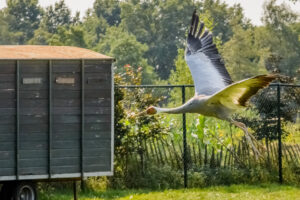 091-2016-08-27 Roofvogels