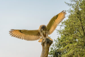 094-2016-08-27 Roofvogels
