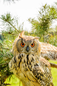 096-2016-08-27 Roofvogels