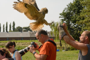 098-2016-08-27 Roofvogels