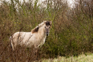 100-2016-01-09 Landtong Rozenburg