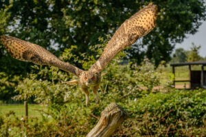 101-2016-08-27 Roofvogels