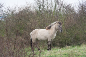102-2016-01-09 Landtong Rozenburg