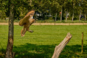 102-2016-08-27 Roofvogels