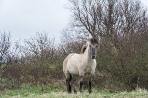 103-2016-01-09 Landtong Rozenburg