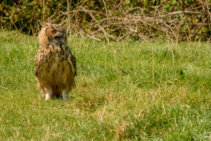 106-2016-08-27 Roofvogels