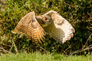 107-2016-08-27 Roofvogels