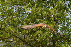 108-2016-08-27 Roofvogels