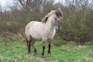 109-2016-01-09 Landtong Rozenburg