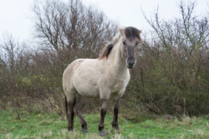 110-2016-01-09 Landtong Rozenburg