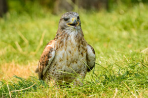 110-2016-08-27 Roofvogels