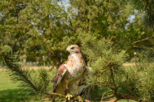 112-2016-08-27 Roofvogels