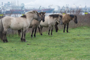 113-2016-01-09 Landtong Rozenburg
