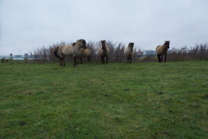 115-2016-01-09 Landtong Rozenburg