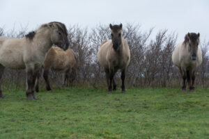 116-2016-01-09 Landtong Rozenburg