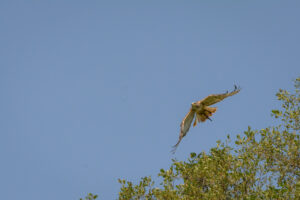 116-2016-08-27 Roofvogels