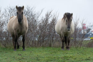 117-2016-01-09 Landtong Rozenburg
