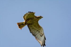 117-2016-08-27 Roofvogels