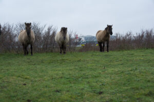 118-2016-01-09 Landtong Rozenburg