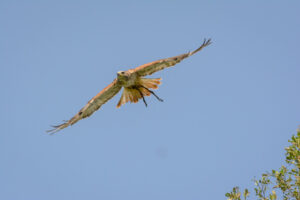 119-2016-08-27 Roofvogels