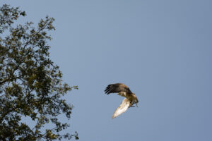 120-2016-08-27 Roofvogels