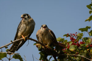 121-2016-08-27 Roofvogels