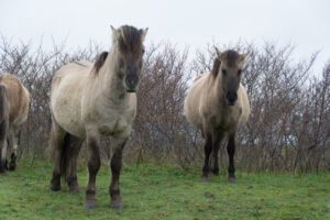 122-2016-01-09 Landtong Rozenburg