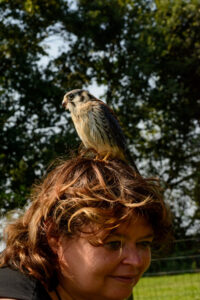 122-2016-08-27 Roofvogels