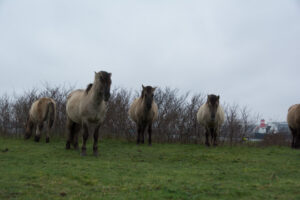 124-2016-01-09 Landtong Rozenburg