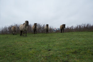 125-2016-01-09 Landtong Rozenburg