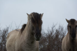 126-2016-01-09 Landtong Rozenburg