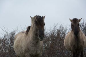 128-2016-01-09 Landtong Rozenburg