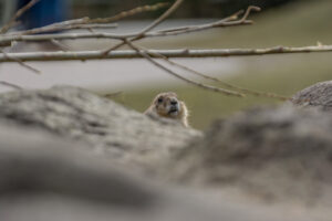 132-2016-03-20 Blijdorp cam Swap