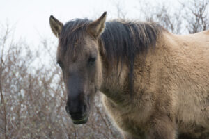 133-2016-01-09 Landtong Rozenburg