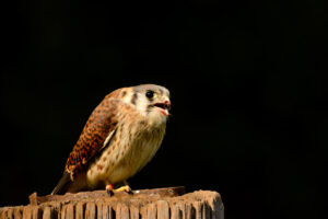 133-2016-08-27 Roofvogels