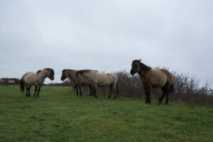 135-2016-01-09 Landtong Rozenburg