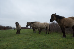 136-2016-01-09 Landtong Rozenburg