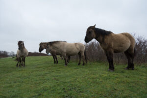 137-2016-01-09 Landtong Rozenburg