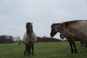 138-2016-01-09 Landtong Rozenburg
