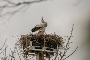 138-2016-03-20 Blijdorp cam Swap