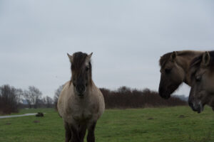 139-2016-01-09 Landtong Rozenburg