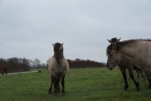 140-2016-01-09 Landtong Rozenburg