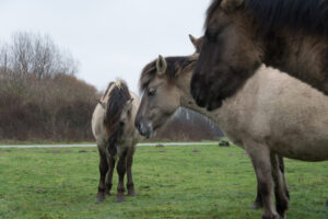 143-2016-01-09 Landtong Rozenburg