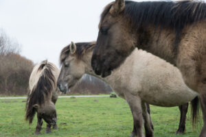 144-2016-01-09 Landtong Rozenburg
